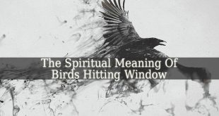 Spiritual Meaning Of Birds Hitting Window