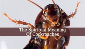 Spiritual Meaning Of Cockroaches