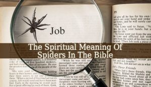 Spiritual Meaning Of Spiders In The Bible