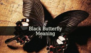Black Butterfly Meaning