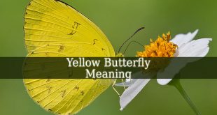 Yellow Butterfly Meaning
