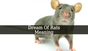 Dream Of Rats Meaning